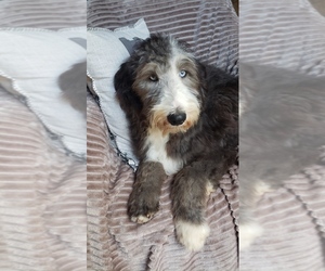 Aussiedoodle Litter for sale in DOWELLTOWN, TN, USA