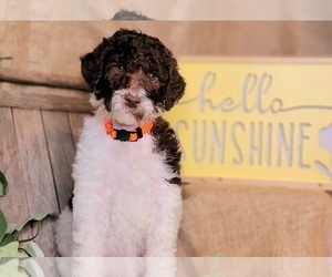 Poodle (Standard) Litter for sale in EDGEWOOD, TX, USA