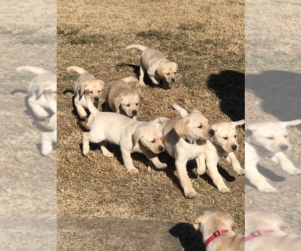 Medium Photo #1 Labrador Retriever Puppy For Sale in ALLEN, TX, USA