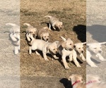 Small Photo #1 Labrador Retriever Puppy For Sale in ALLEN, TX, USA