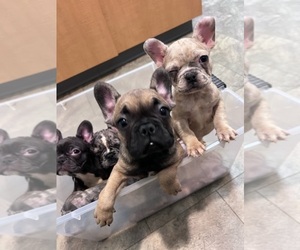 French Bulldog Litter for sale in MARIETTA, GA, USA