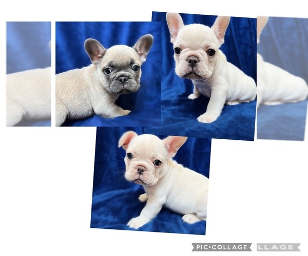 Medium Photo #1 French Bulldog Puppy For Sale in MONROE, GA, USA