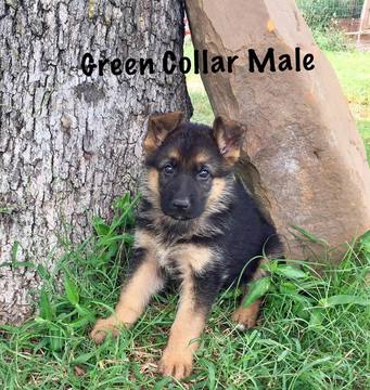 Medium Photo #1 German Shepherd Dog Puppy For Sale in TERLTON, OK, USA