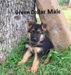 Small German Shepherd Dog
