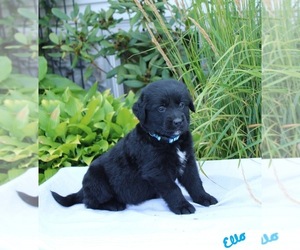Golden Retriever-Keeshond Mix Litter for sale in NAPPANEE, IN, USA