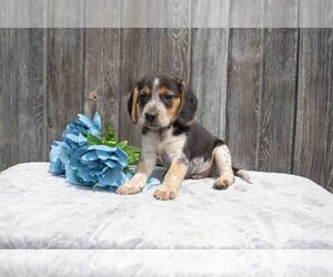 Beagle Litter for sale in FRESNO, OH, USA