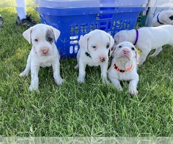 Medium Photo #1 Dogo Argentino Puppy For Sale in EL PASO, TX, USA
