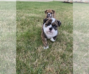 English Bulldog Litter for sale in WESTFIELD, IN, USA