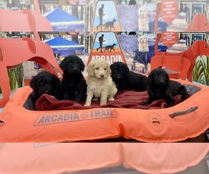 Goldendoodle Litter for sale in SPRINGFIELD, VA, USA