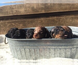 Dachshund Litter for sale in CONCORDIA, MO, USA