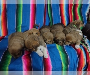 Great Pyrenees-Rottweiler Mix Litter for sale in COLORADO SPRINGS, CO, USA