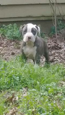 American Pit Bull Terrier Litter for sale in GRIFFIN, GA, USA