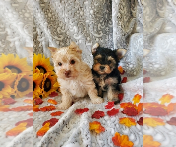 Medium Photo #1 Yorkshire Terrier Puppy For Sale in DALLAS, NC, USA