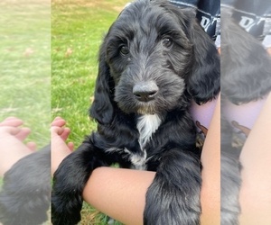 Labradoodle Litter for sale in MARION, VA, USA