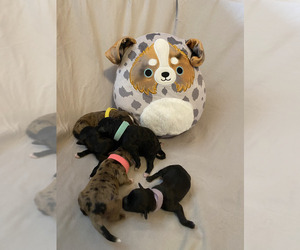 Miniature Australian Shepherd-Poodle (Toy) Mix Litter for sale in EFFINGHAM, IL, USA