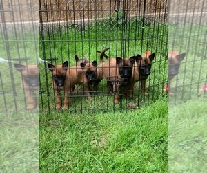 Belgian Malinois Litter for sale in PALMYRA, ME, USA