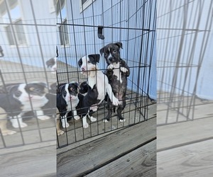 American Bully Litter for sale in PORTERVILLE, CA, USA