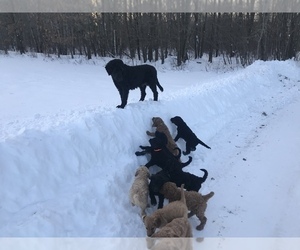 Goldendoodle Litter for sale in LADYSMITH, WI, USA
