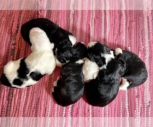 Sheepadoodle Litter for sale in PALM BAY, FL, USA