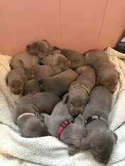 Weimaraner Litter for sale in NEW HOLLAND, PA, USA