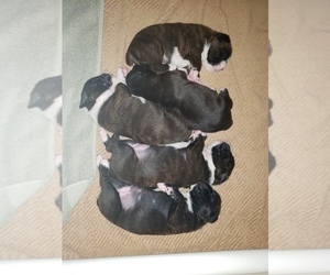 Boxer Litter for sale in FORESTHILL, CA, USA