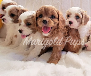 Cavapoo Litter for sale in LENEXA, KS, USA