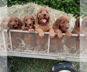 Irish Doodle Litter for sale in ALBA, TX, USA