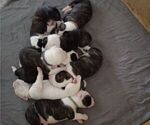 Small Photo #1 American Bulldog Puppy For Sale in CANYON LAKE, TX, USA