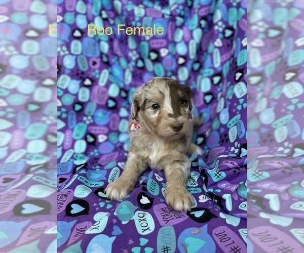 Medium Photo #1 Aussiedoodle Puppy For Sale in BOWLING GREEN, KY, USA