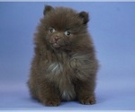 Small Pomeranian