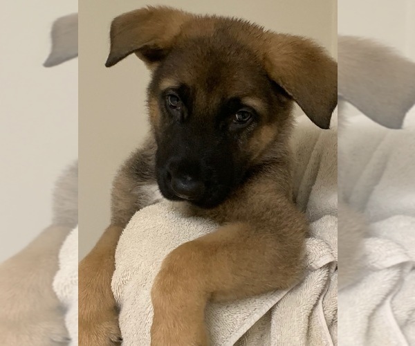 Medium Photo #1 German Shepherd Dog Puppy For Sale in FALMOUTH, VA, USA