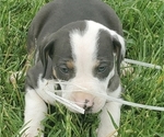 Small Catahoula Leopard Dog