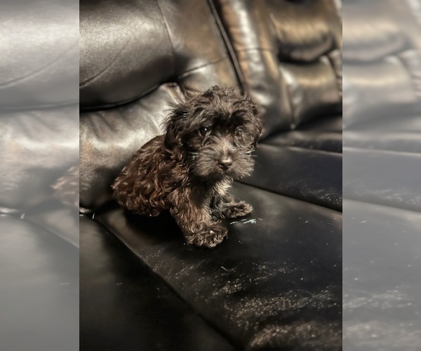 Medium Photo #1 Maltipoo Puppy For Sale in BRIDGEPORT, CT, USA