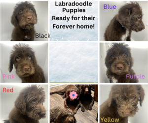 Labradoodle Litter for sale in PONDER, TX, USA