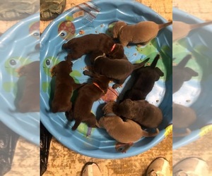Labrador Retriever Litter for sale in W MILLGROVE, OH, USA
