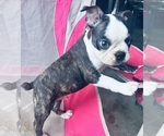 Small Photo #1 Boston Terrier Puppy For Sale in PIKEVILLE, NC, USA