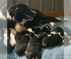 Border Collie Litter for sale in NEW YORK MILLS, MN, USA