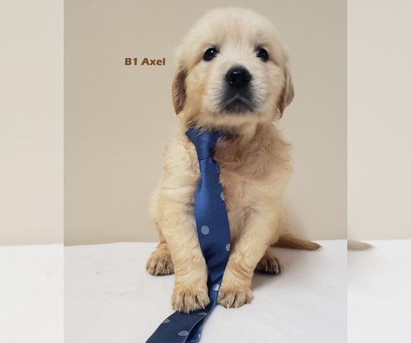 Medium Photo #1 Golden Retriever Puppy For Sale in MILFORD, MI, USA
