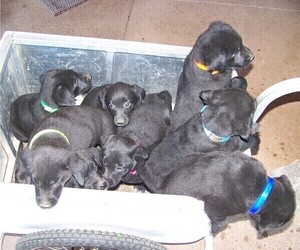 Labrador Retriever-Unknown Mix Litter for sale in WESTCLIFFE, CO, USA
