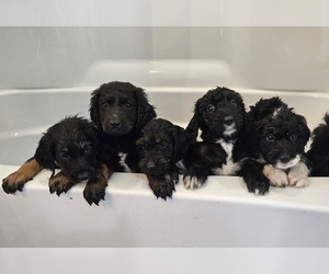 Aussiedoodle Litter for sale in FORT WAYNE, IN, USA