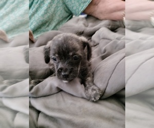 Poodle (Toy)-Russian Toy Terrier Mix Litter for sale in GARDEN GROVE, CA, USA