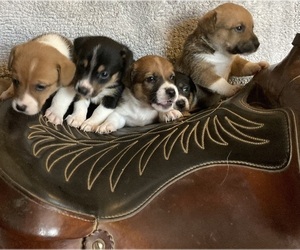 Cojack Litter for sale in TOMBALL, TX, USA