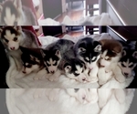 Small Photo #1 Siberian Husky Puppy For Sale in LEHIGHTON, PA, USA