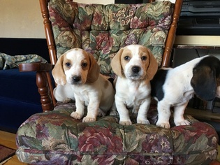 Bagle Hound Litter for sale in STONY POINT, NC, USA
