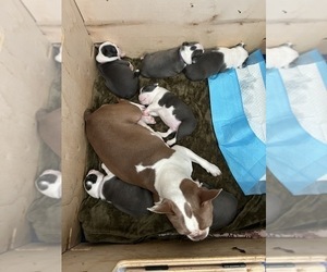 Boston Terrier Litter for sale in BEECH GROVE, IN, USA