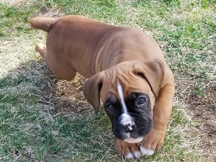Boxer Litter for sale in SUCCASUNNA, NJ, USA