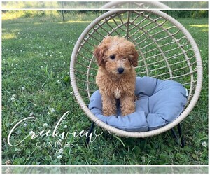 Poodle (Toy) Litter for sale in NIANGUA, MO, USA