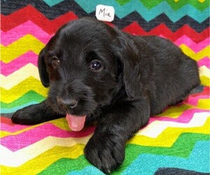 Labradoodle Litter for sale in MOMEYER, NC, USA