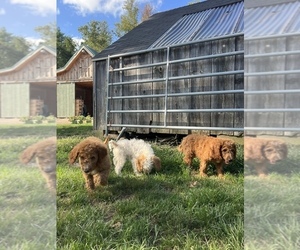 Goldendoodle (Miniature) Litter for sale in CANTERBURY, CT, USA