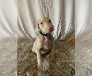 Doberman Pinscher Litter for sale in JURUPA VALLEY, CA, USA